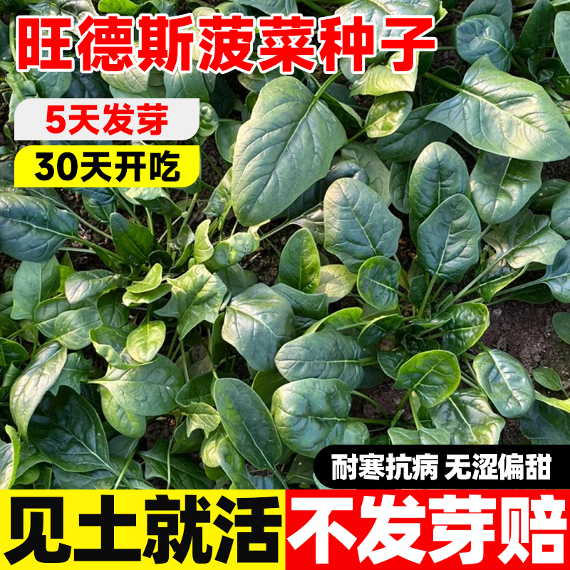旺德斯菠菜种子蔬菜种籽大全农家