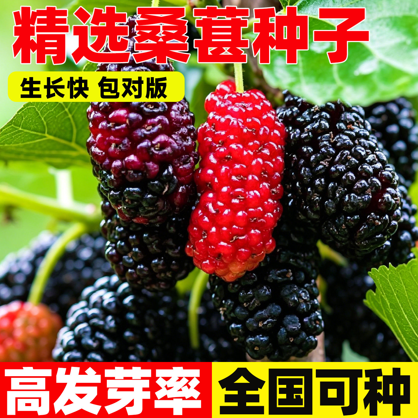 桑树种子四季种桑葚树果易活可做饲料大叶强桑弄桑高蛋白桑葚种籽