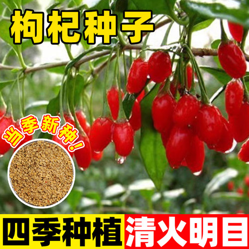 枸杞种子四季盆栽阳台种植