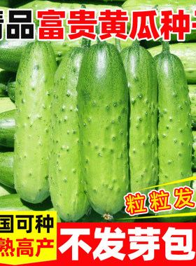 精品富贵黄瓜种子耐热四季水果
