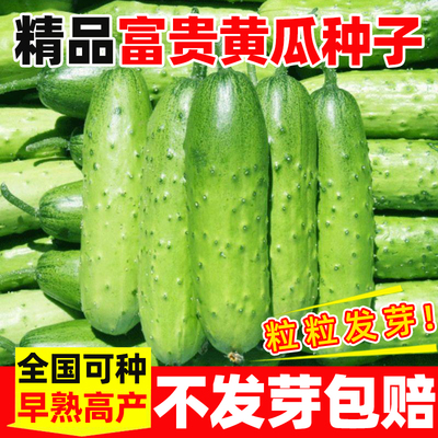 精品富贵黄瓜种子耐热四季水果