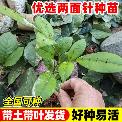 两面针树苗入地金牛上山虎两面