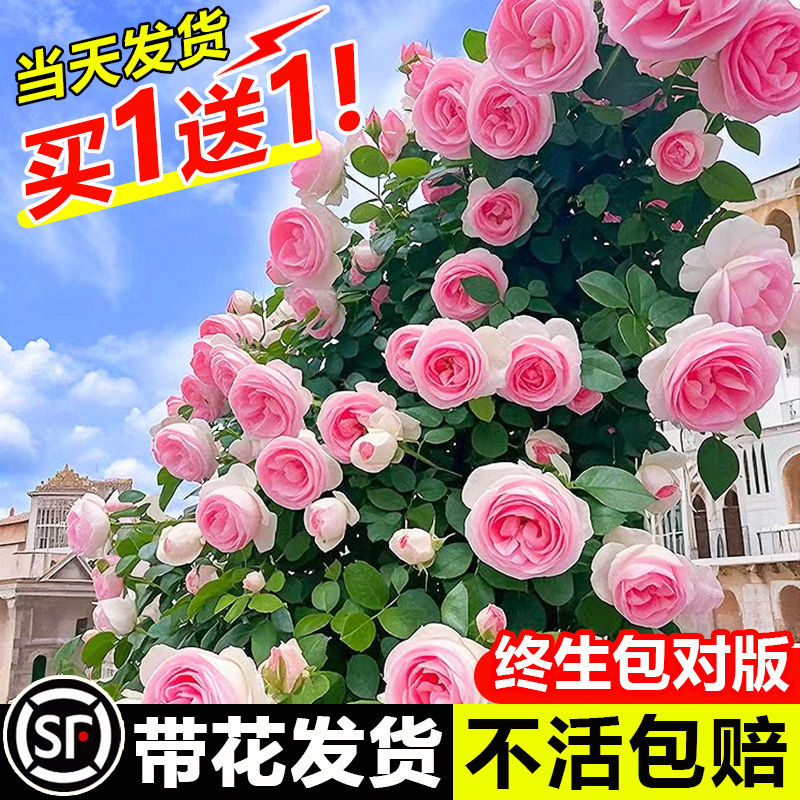 蔷薇花苗藤本月季花树大苗庭院爬