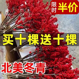 精品进口北美冬青红果真花鲜切枝水培植物鲜花束水养室内年宵花卉