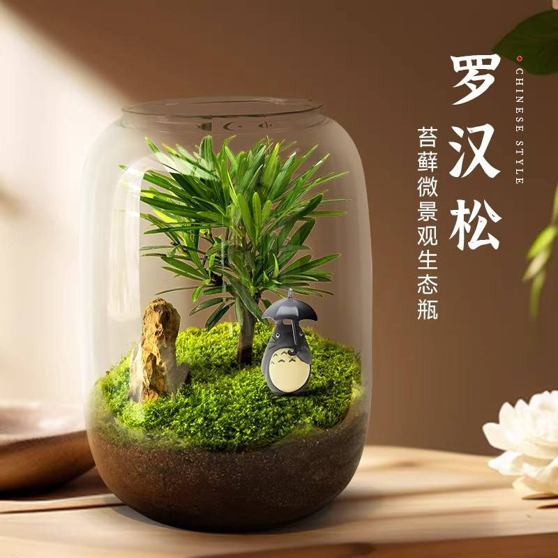 苔藓微景观创意罗汉松盆