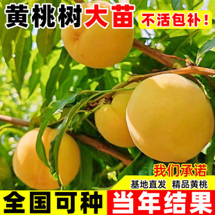 正宗黄桃树苗冬桃嫁接果树苗南北方庭院桃树果苗四季种植当年结果