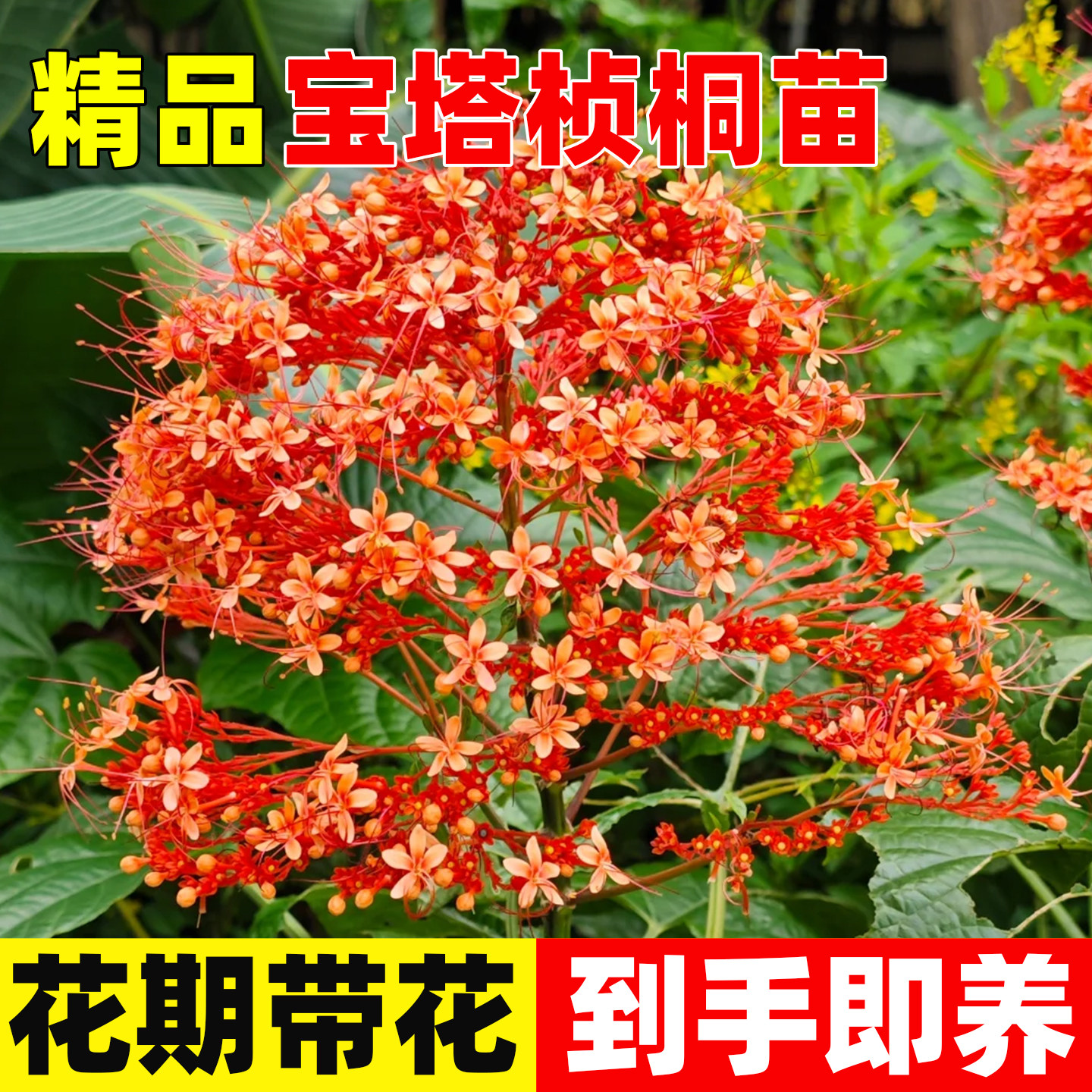 宝塔桢桐花苗盆栽带花香盏花