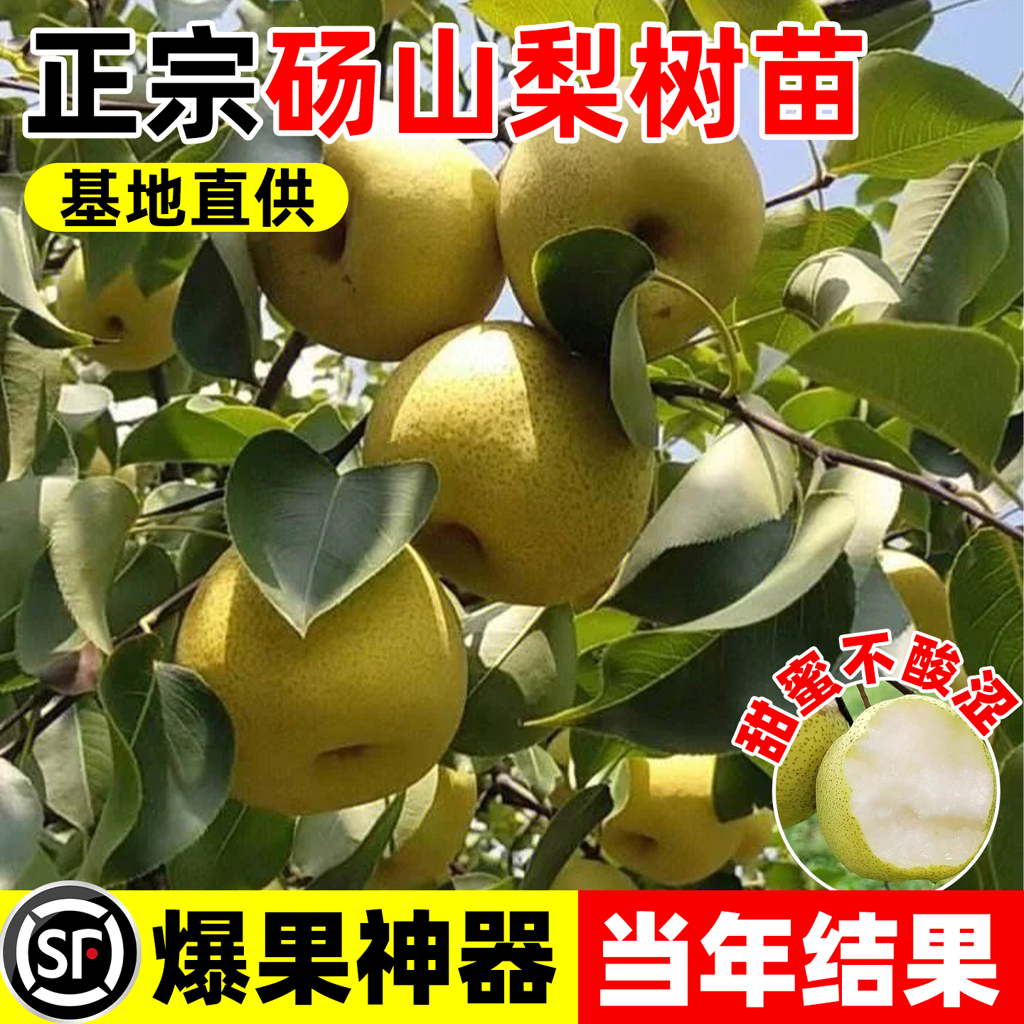 砀山梨树果苗别墅庭院地栽结果