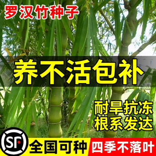 罗汉竹种子四季常青黄金竹巨龙竹庭院景观矮生佛肚竹盆栽青竹子苗