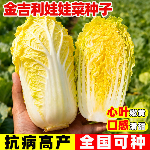 金吉利娃娃菜种子奶油黄心大