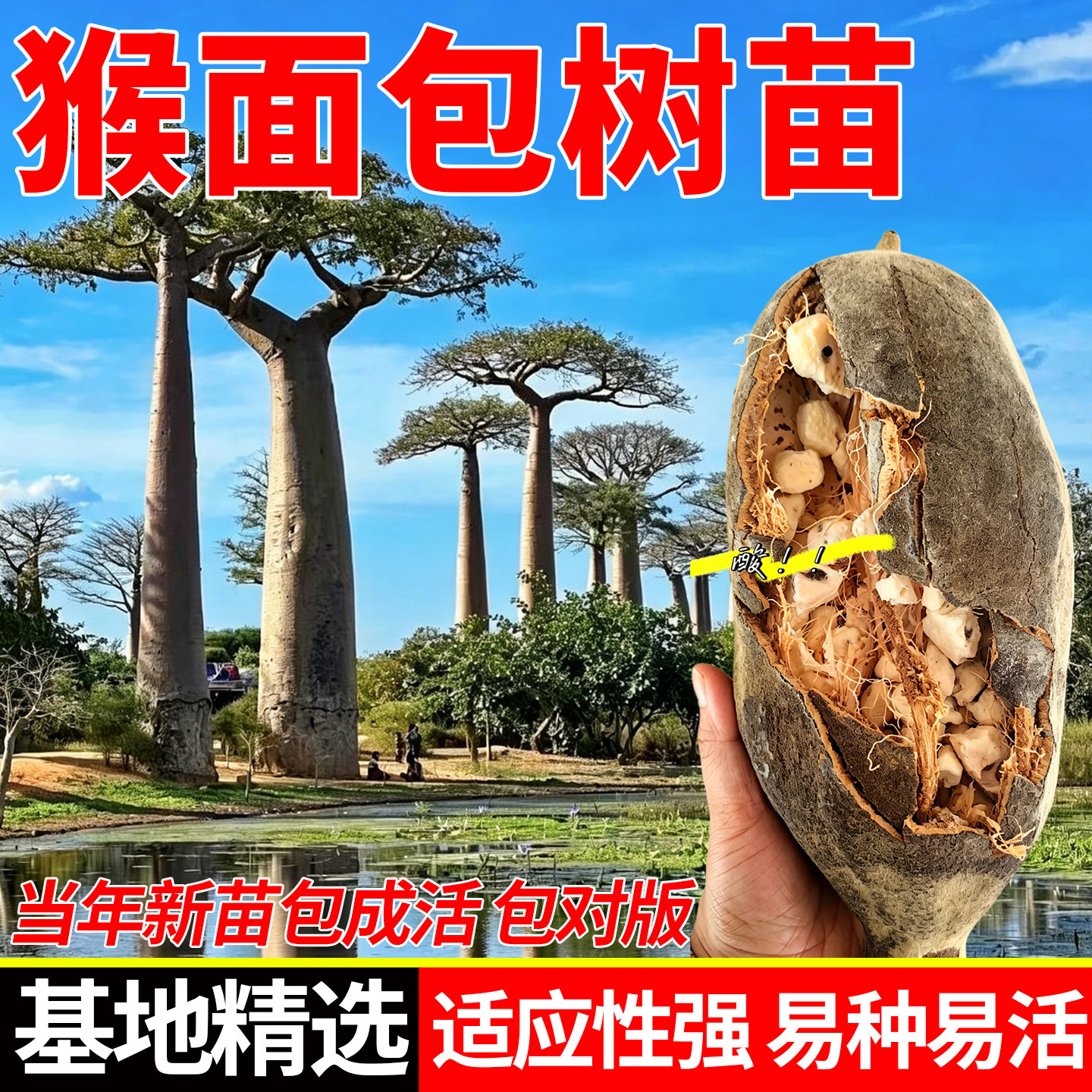 猴面包果树苗猢狲木猴盆栽名贵耐寒地栽酸瓠马槟榔面磅面包树果苗