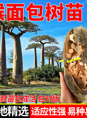 猴面包果树苗果树猢狲木猴