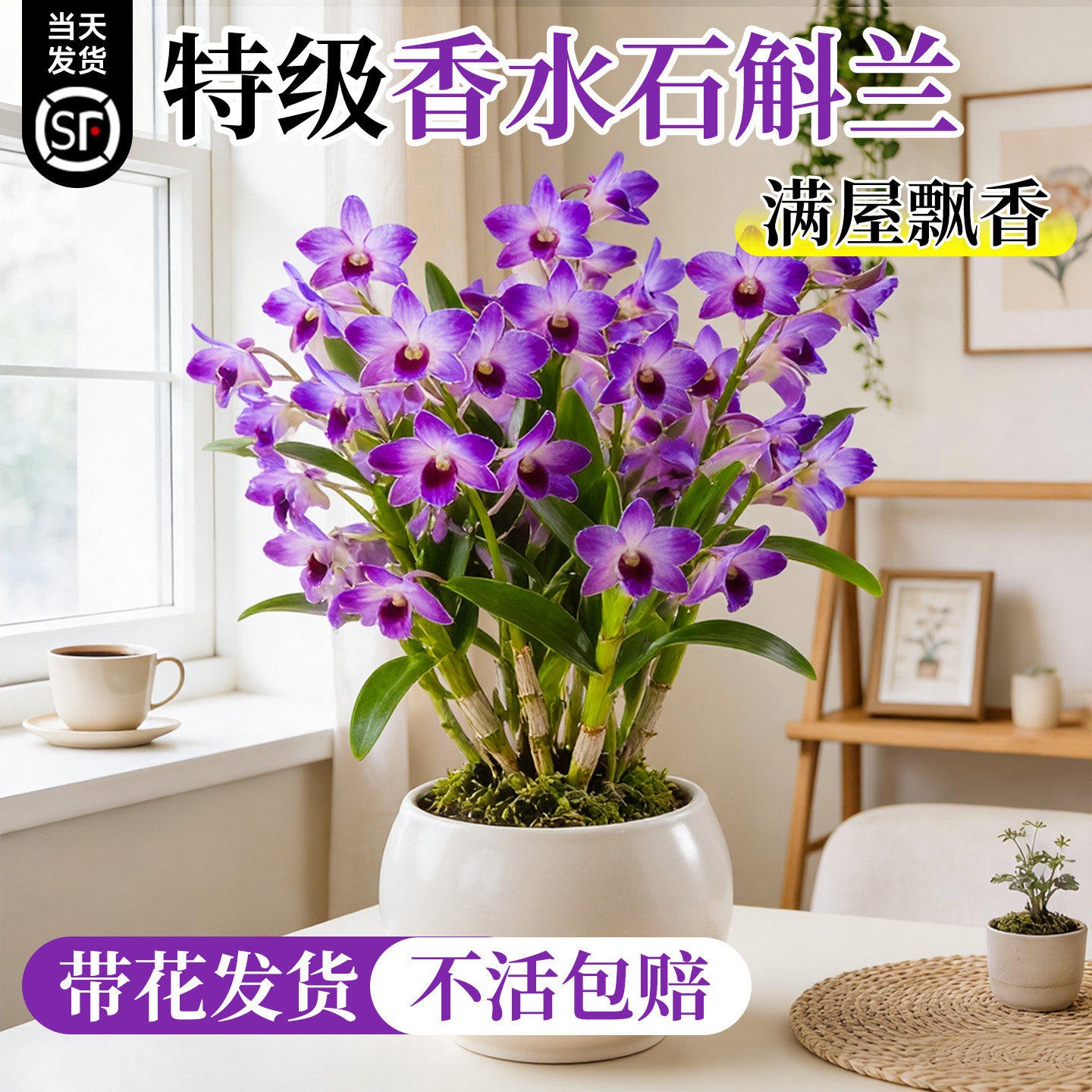 七彩香水石斛兰盆栽带花水培四季好养浓香型室内客厅桌面花卉耐寒,鲜花速递/花卉仿真/绿植园艺,国兰/杂交兰/洋兰类,淘宝优惠券,粉丝福利购,淘宝优惠卷