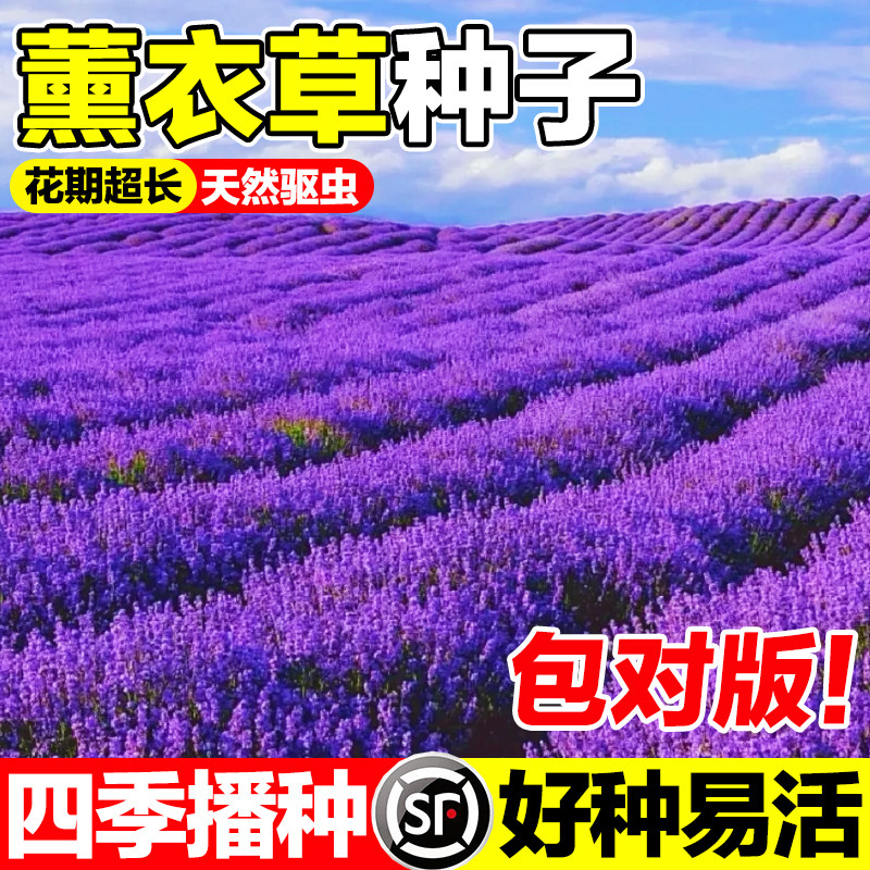 薰衣草种子普罗旺斯四季可种易活室内阳台庭院花海驱蚊虫香草花籽