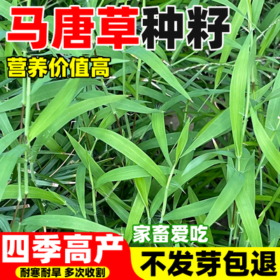 马唐草种籽四季常青喂牛羊猪鱼鸡