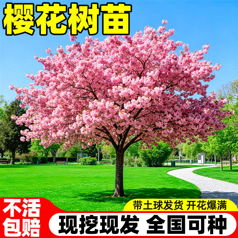 樱花树苗庭院大树日本晚樱南北方图片
