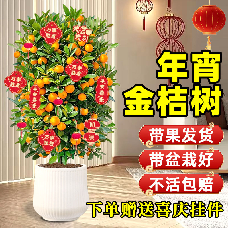 金桔树盆栽四季可食用客厅带果年宵桔橘子树苗室内旺宅新年绿植物