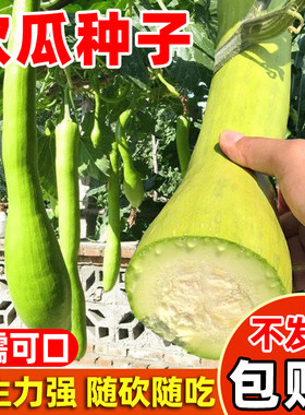 砍瓜种籽特大砍瓜种子四季种高产