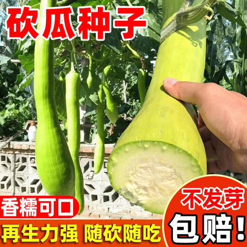砍瓜种籽特大砍瓜种子四季种高产