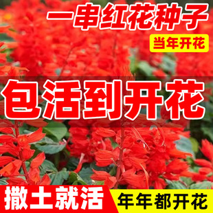 一串红花种籽子四季多年生阳台庭院盆栽矮杆花苗花籽串串红种籽孑