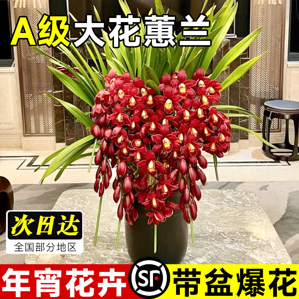 大花蕙兰带花苞盆栽年宵花兰花植