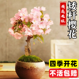开花不断樱花树苗 樱花盆栽花卉植物室内外老桩迷你微盆景绿植四季