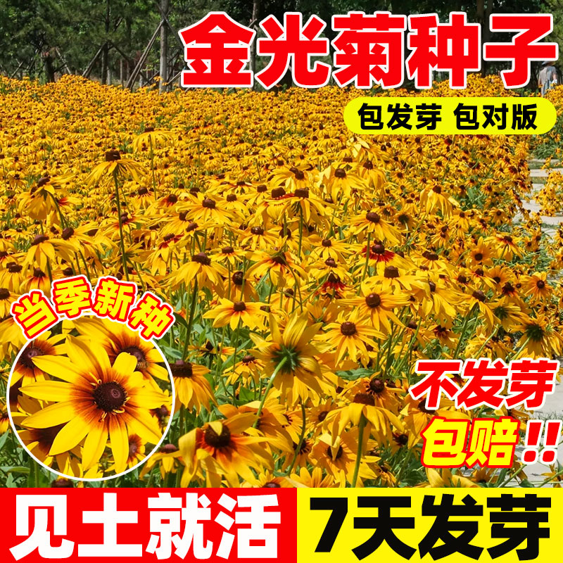 金光菊种子阳台庭院室外盆图片