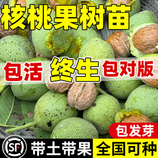 纸皮核桃树果苗南北方庭院地栽盆栽嫁接薄皮特大当年结果坚果大苗