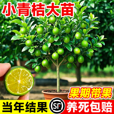 小青柠树苗海南四季结果水