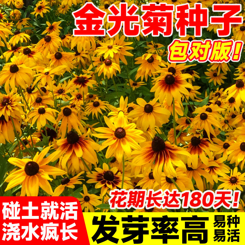 金光菊种子阳台庭院室外盆图片