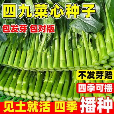 四九菜心种子四季种阳庭院台盆栽