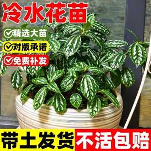 冷水花盆栽室内办公桌客厅书房好养花卉净化空气喜阴冰水花绿植物