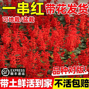 盆栽花卉一串红花苗室外庭院花卉绿化工程地栽苗带花发货好养易活