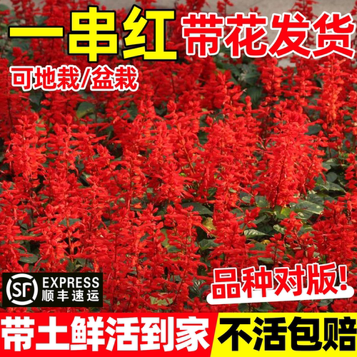 盆栽花卉一串红花苗室外庭院花