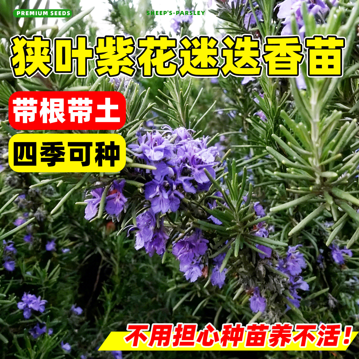 狭叶紫花迷迭香可食用多年生香图片