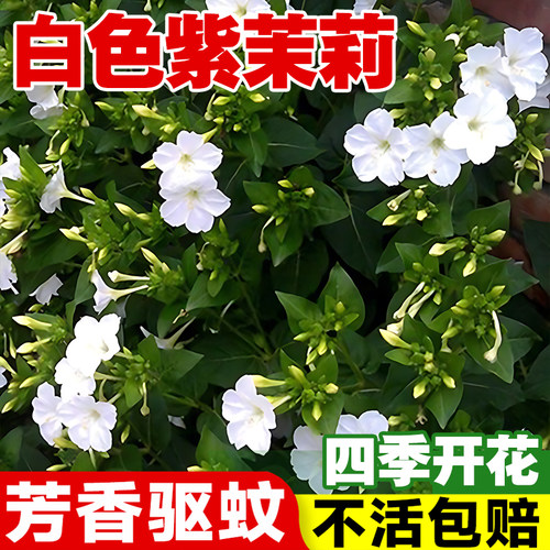 白色紫茉莉花种子四季播种易开花