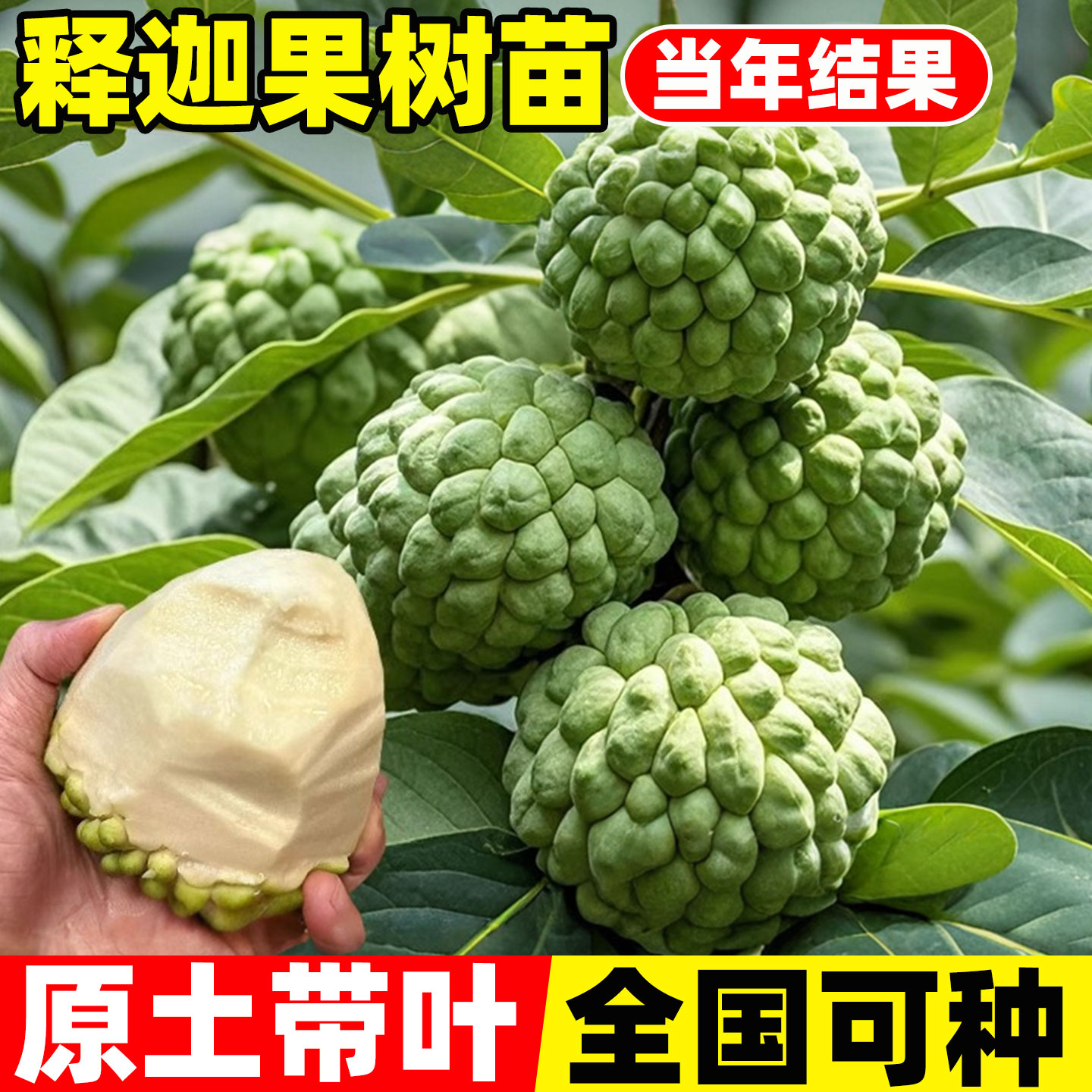 释迦果苗树南方种植带庭院