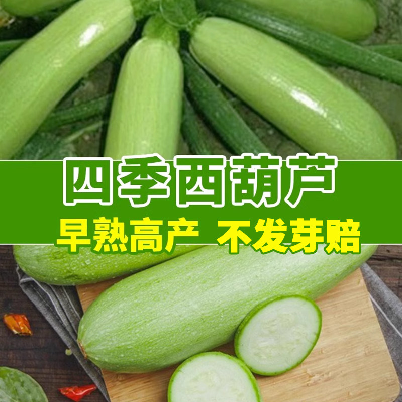 西葫芦种四季绿皮西葫芦种孑菜葫芦籽耐寒抗病春秋季种子瓜种籽子