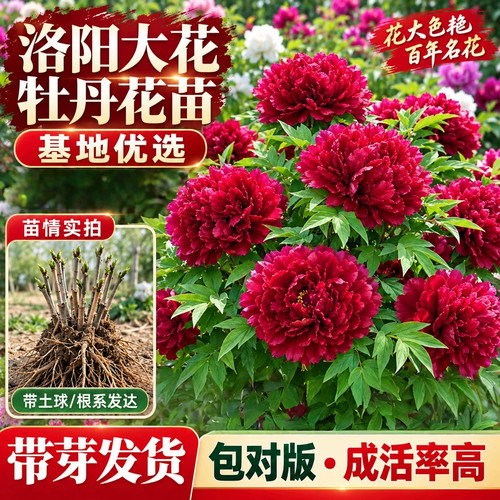 洛阳大花牡丹花苗懒人好养花卉盆