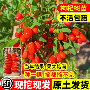 红枸杞树苗盆栽地栽南北方宁夏四季种植可食用黑枸杞当年结果果树