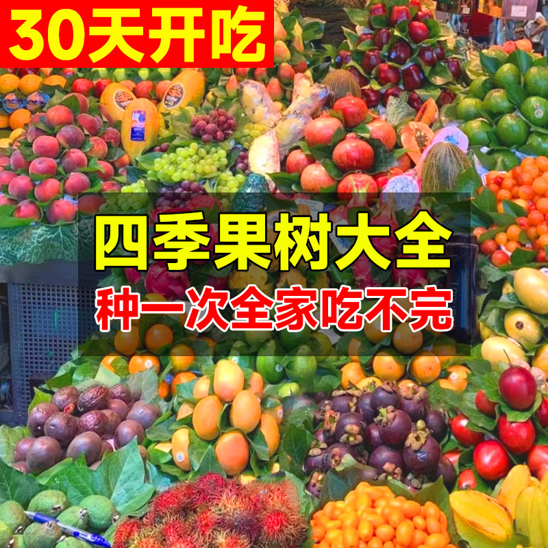 四季果树苗大全蓝莓葡萄树苗盆栽庭院爬藤全国种植桑葚蜂糖李子苗