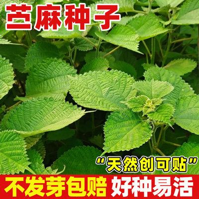 苎麻种子野生苗苎麻根枝叶纯叶干