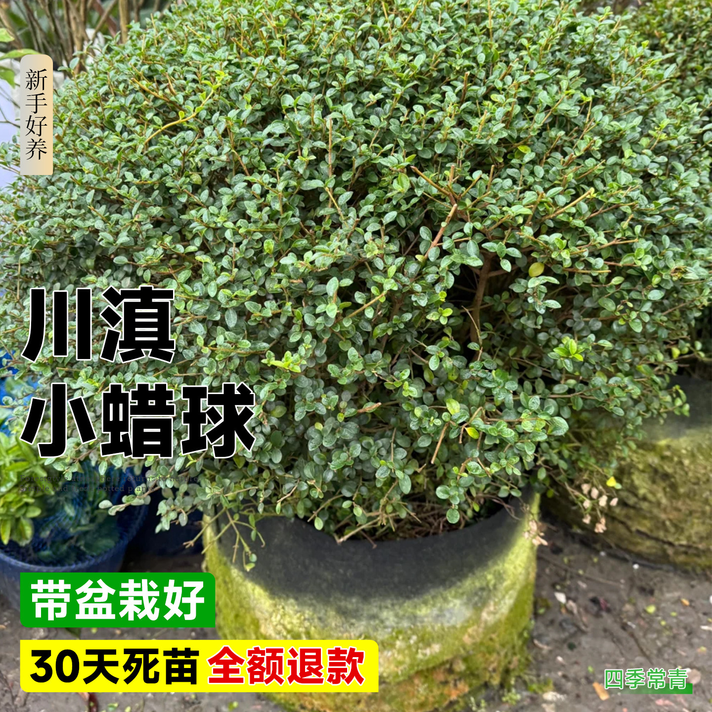 川滇小蜡树棒棒糖树苗球形塔形别墅庭院四季常青绿化花镜植物造型