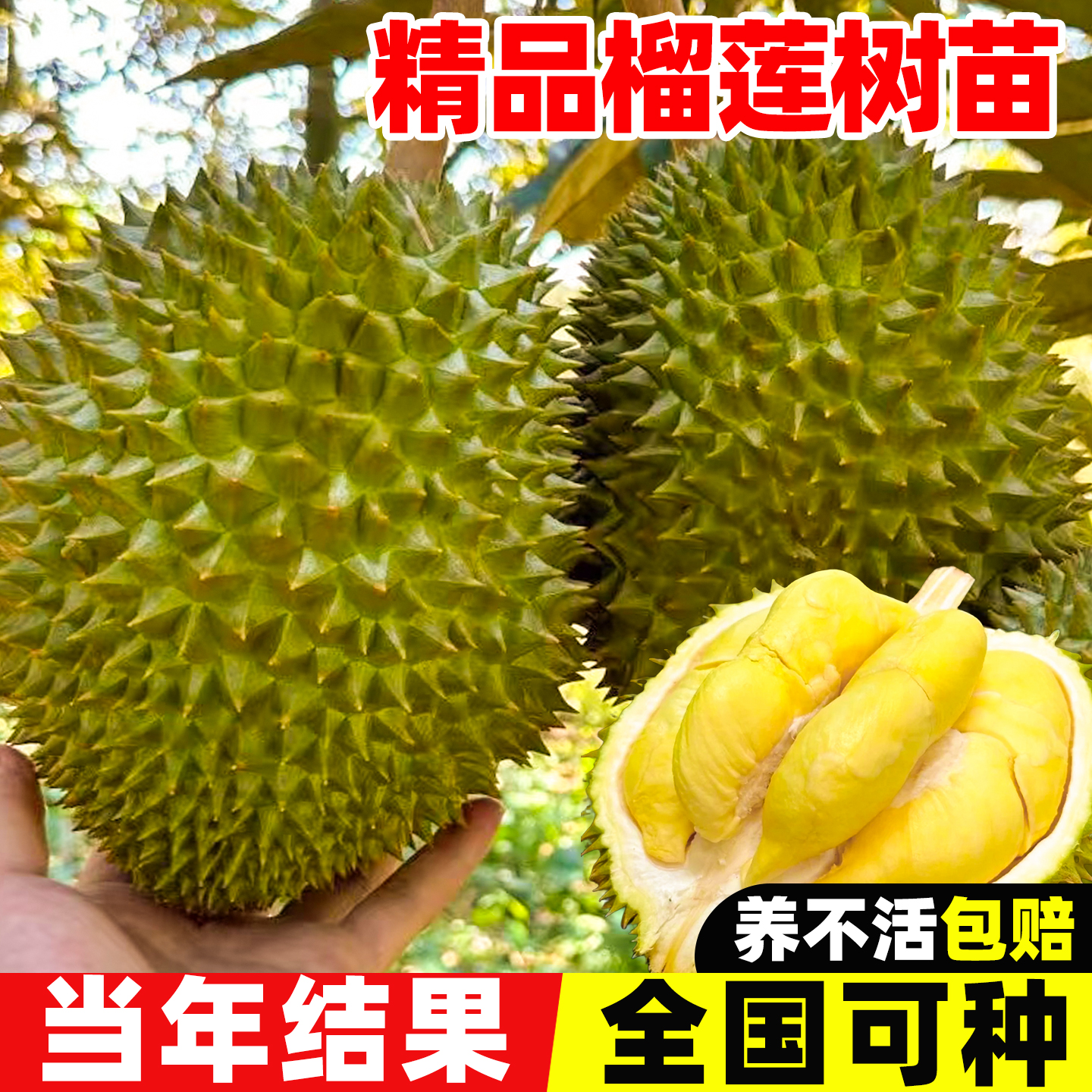 榴莲树苗正宗泰国金枕头榴莲树果