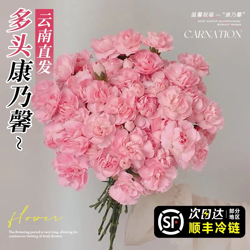多头康乃馨鲜切花花束三八节妇女