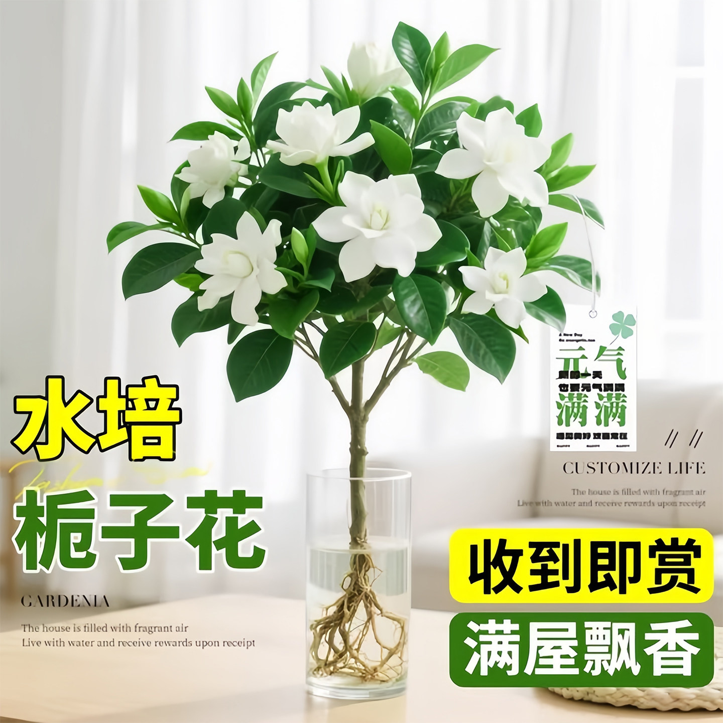 栀子花水培植物盆栽带花苞图片