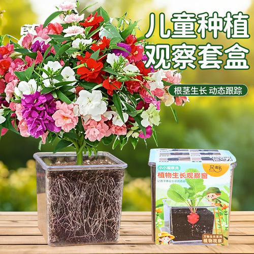 儿童种植盆栽套装凤仙花子