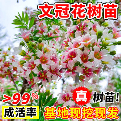 文冠花树苗状元花盆栽室内外