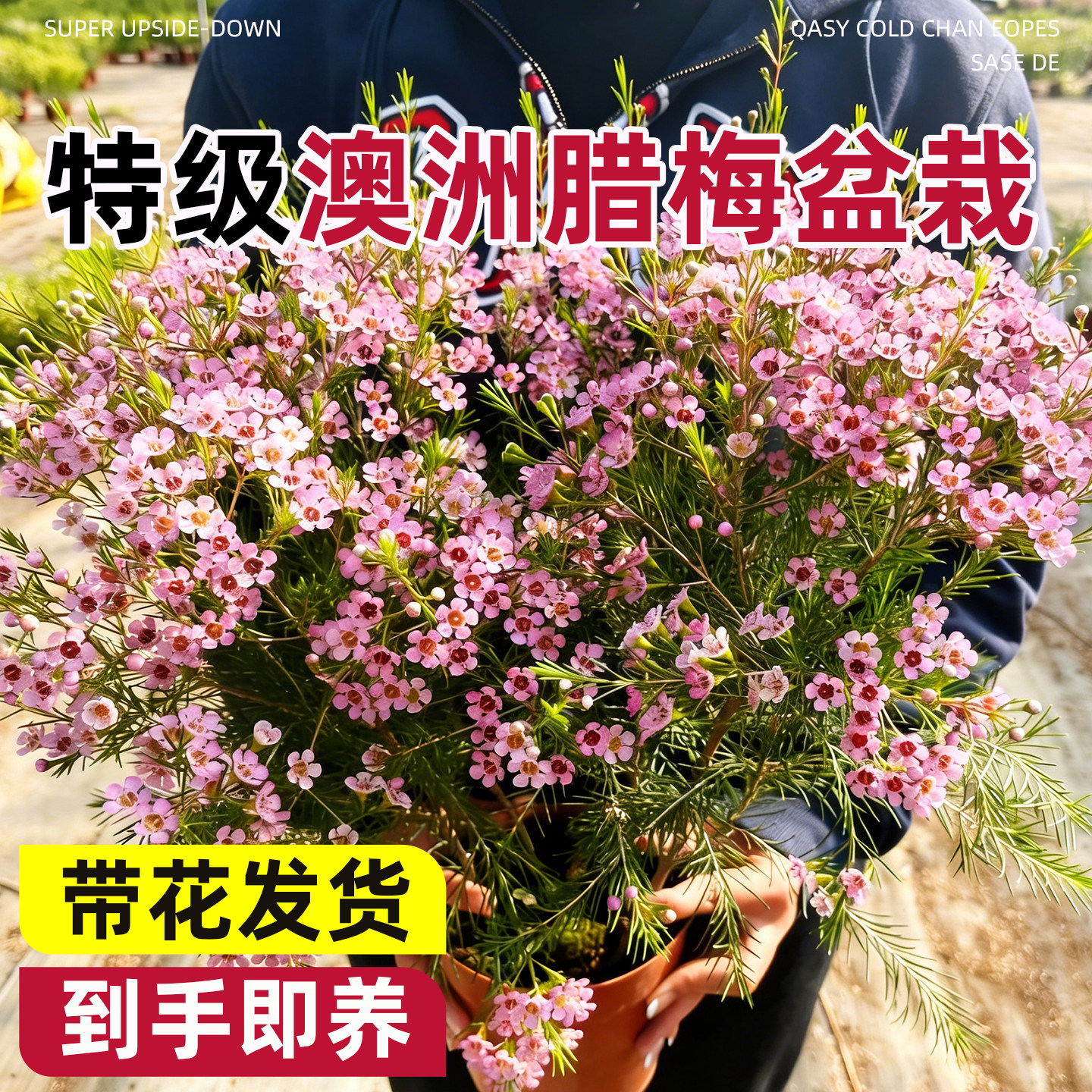 粉色进口澳洲腊梅寒梅庭院阳台多年生花卉松雪梅耐寒花期久包邮