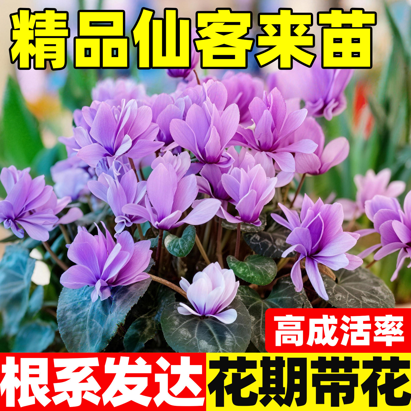仙客来特大花大苗盆栽室内花卉重瓣年宵花新品带花苞四季观花植物